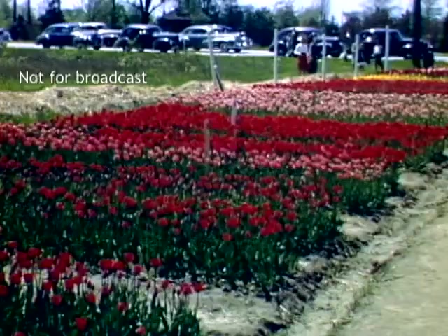 The still depicts a vibrant scene from the Holland, Michigan Tulip Festival in the late 1940s. Rows of blooming tulips in shades of red and pink fill the foreground, showcasing the festival's floral displays. In the background, vintage cars are parked along the side of the road, indicating a lively event atmosphere. The image captures the essence of spring and community celebration.