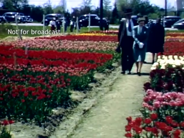 The still captures a vibrant scene from the Holland, Michigan Tulip Festival in the late 1940s. Lush rows of colorful tulips—predominantly red, pink, and yellow—line a path where people stroll. A couple dressed in period attire walks hand-in-hand, while others can be seen in the background enjoying the floral display. Classic cars are parked nearby, adding to the vintage ambiance of the festival. The scene is bright and sunny, reflecting the celebratory nature of the event.