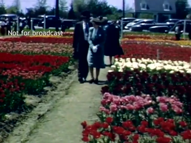 The still captures a scene from the Holland Michigan Tulip Festival in the late 1940s. It features two elegantly dressed people strolling along a path through vibrant flower beds filled with red, pink, and white tulips. In the background, several cars are visible, indicating a lively festival atmosphere, while trees and a building can be seen in the distance. The image reflects a vibrant celebration of spring and community.