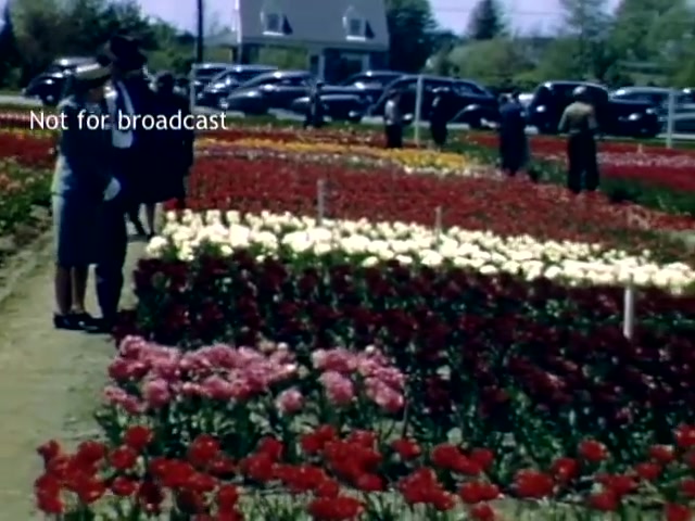 The still captures a scene from the Holland Michigan Tulip Festival in the late 1940s, showcasing vibrant rows of colorful tulips. Visitors dressed in mid-century attire explore the flower fields, while classic cars are parked nearby. The image radiates a festive, cheerful atmosphere typical of flower festivals.