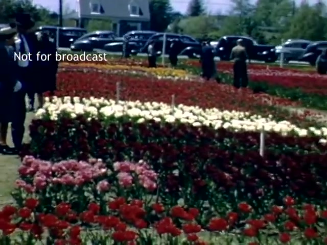 The still depicts a vibrant scene from the Holland Michigan Tulip Festival in the late 1940s. Colorful tulips in various shades, particularly reds, pinks, and whites, fill the foreground. Visitors stroll through the flower beds, while vintage cars are parked in the background, suggesting a lively festival atmosphere. A house is visible in the distance, adding to the quaint setting. The image is marked 'Not for broadcast.'