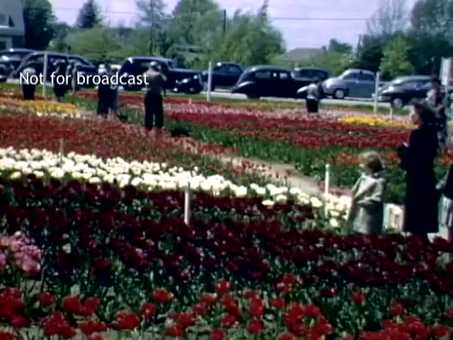 The still captures a vibrant scene from the Holland Michigan Tulip Festival in the late 1940s, featuring a colorful array of tulips in full bloom. Visitors, including a child, stroll through rows of red, yellow, and white flowers. Classic cars are parked nearby, set against a backdrop of greenery and clear skies, evoking a sense of community and celebration.