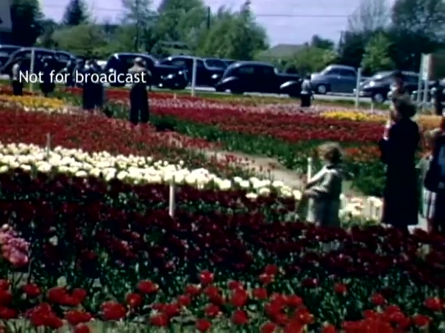 The still captures a vibrant scene from the Holland Michigan Tulip Festival in the late 1940s. A colorful array of tulips in red, white, and other hues fills the foreground. People, including a child, are seen walking among the flowers, while vintage cars line the background, suggesting a festive atmosphere. The image conveys a sense of springtime charm and community celebration.