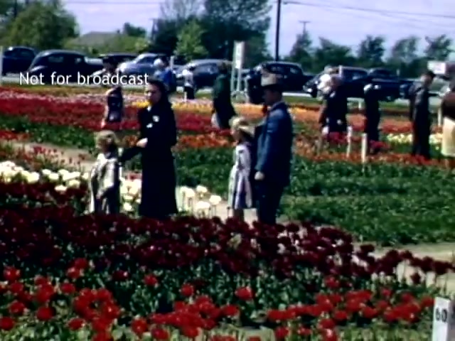 The still features a vibrant scene from the Holland Michigan Tulip Festival in the late 1940s. It shows families and visitors walking through a colorful field of tulips, including red, yellow, and white flowers. Two children are seen with an adult, creating a charming, familial atmosphere. Background elements include parked cars and a clear blue sky, indicative of a sunny day. The overall mood captures a joyful celebration of spring and community.