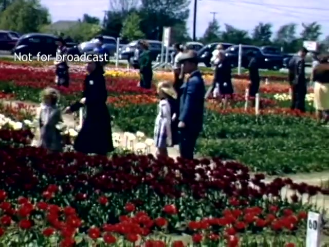 The still captures a vibrant scene from the Holland, Michigan Tulip Festival in the late 1940s, showcasing colorful rows of tulips in bloom. People are seen strolling through the flower fields, including families and children, dressed in period clothing. Classic cars line the background, adding to the nostalgic ambiance of the event. The image reflects the festive atmosphere and community engagement associated with the festival.