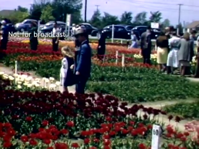 The still depicts a vibrant scene from the Holland, Michigan Tulip Festival in the late 1940s. Colorful flower beds, primarily featuring red and yellow tulips, fill the foreground. Families and attendees stroll through the garden, with a child in a light outfit holding hands with an adult. In the background, classic cars line the area, and people are seen enjoying the festival activities. The atmosphere is lively and festive, capturing a charming moment in a floral celebration.