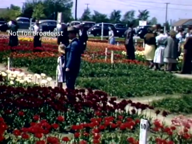 The still depicts a vibrant scene from the Holland Michigan Tulip Festival in the late 1940s. Colorful tulip fields are in full bloom, featuring a variety of red, yellow, and white flowers. Visitors, including adults and children, explore the flower beds, dressed in mid-century attire. In the background, cars are parked, and groups of people gather, contributing to the festive atmosphere of the event.