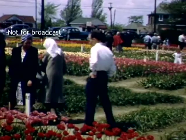 The still captures a vibrant scene from the Holland, Michigan Tulip Festival in the late 1940s. It features a diverse group of attendees amidst blooming tulips in various colors, with some individuals engaged in conversation. The lush floral array creates a lively atmosphere, complemented by vintage cars parked in the background and a clear sky above. The overlay notes 'Not for broadcast,' indicating the footage's restricted use.