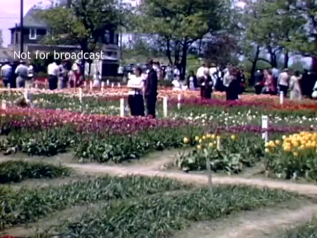 The still captures a scene from the Holland Michigan Tulip Festival in the late 1940s. It features vibrant rows of blooming tulips in various colors, with visitors strolling through the gardens. Several people are seen enjoying the festivities, highlighting the event's lively atmosphere against a backdrop of trees and a building. The image evokes a sense of community celebration and the beauty of springtime flowers.