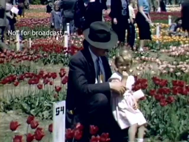 The still features a man in a suit and hat sitting on the ground next to a young girl, who is wearing a light-colored dress. They are surrounded by vibrant tulips in various colors, with people walking in the background, indicating a festive atmosphere at the Holland Michigan Tulip Festival in the late 1940s. The scene captures the beauty of the festival and the joy of the participants in a colorful floral setting.