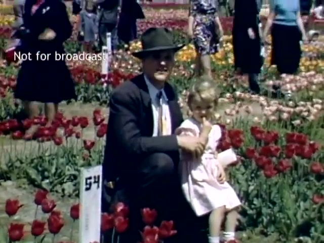 The still captures a scene from the Holland Michigan Tulip Festival in the late 1940s. It features a man in a suit and hat, crouching next to a young girl wearing a pink dress. They are surrounded by vibrant tulip flowers, primarily red, with various other colors in the background. People can be seen walking through the festival, creating a lively atmosphere. A sign marked '54' is visible nearby. The image reflects a festive and familial moment amid the blooming flowers.