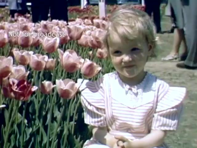 The still from the late 1940s Holland Michigan Tulip Festival features a young child seated among vibrant pink tulips. The child is wearing a light-colored dress with stripes and a lace collar. The background includes blurred figures of people enjoying the festival, surrounded by an abundance of flowers, capturing the festive atmosphere of the event.