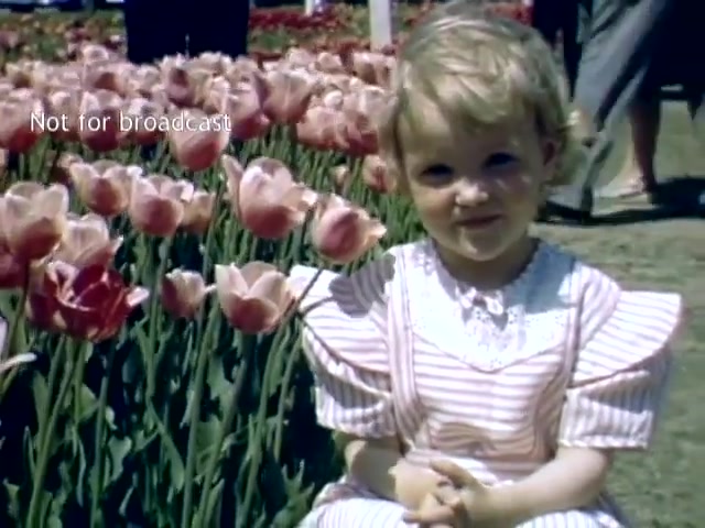 The still shows a young girl sitting among blooming pink tulips, with a bright smile on her face. She is dressed in a light-colored striped dress with lace detailing. The background features more tulips and blurred figures of people enjoying the festival, capturing the vibrant atmosphere of the Holland Michigan Tulip Festival in the late 1940s. The image has a nostalgic, cheerful feel, reflecting the joy of spring and community celebration.