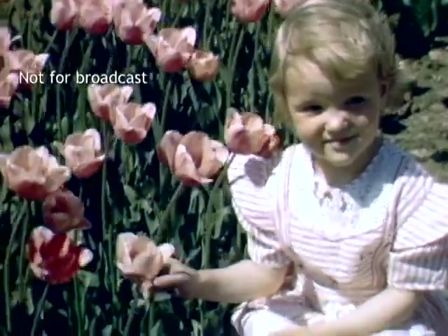 The still shows a young child sitting among vibrant tulips during the Holland Michigan Tulip Festival in the late 1940s. The child is dressed in a light-colored outfit with stripes, smiling and holding a pink tulip. The background features a lush display of blooming tulips, capturing the festival's colorful and festive atmosphere. The image is labeled 'Not for broadcast.'