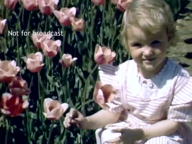 The still features a young girl sitting among vibrant pink tulips, likely taken during the Holland, Michigan Tulip Festival in the late 1940s. She has a cheerful expression and wears a light-colored dress with lace details. The lush flowers create a colorful background, highlighting the festival's celebration of spring and floral beauty. The image is marked 'Not for broadcast,' suggesting it is part of archival footage.