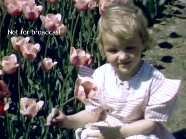 The still features a young girl sitting amidst vibrant pink tulips during the Holland, Michigan Tulip Festival in the late 1940s. She smiles gently while holding a tulip, dressed in a light-colored, striped dress with puffed sleeves. The scene captures a joyful moment in a colorful floral setting, reflecting the festival's celebration of spring.