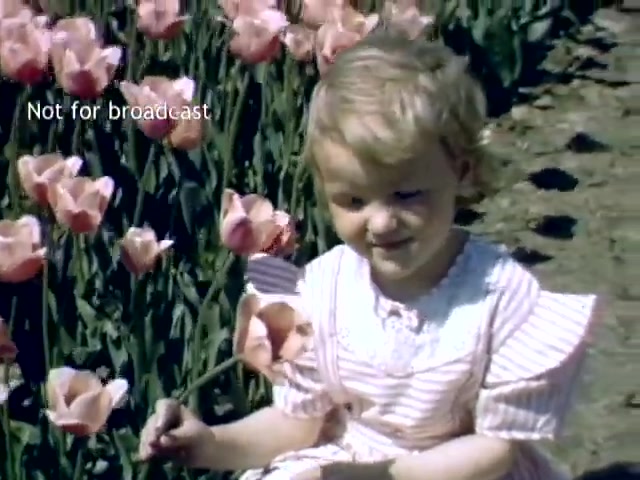 The still depicts a young child sitting among vibrant pink tulips during the Holland Michigan Tulip Festival in the late 1940s. The child holds a tulip and has a joyful expression, dressed in a light-colored dress with ruffled sleeves. The background features rows of blooming tulips, indicating the festival's celebratory atmosphere. A watermark indicates that the image is not for broadcast.