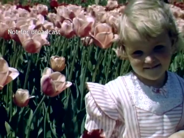 The still features a young child in a ruffled, striped dress standing among vibrant pink tulips at the Holland, Michigan Tulip Festival in the late 1940s. The scene captures the joy of springtime, showcasing a cheerful expression as the child poses amidst the colorful blooms. The background is filled with lush tulip flowers, contributing to the festive atmosphere of the event.
