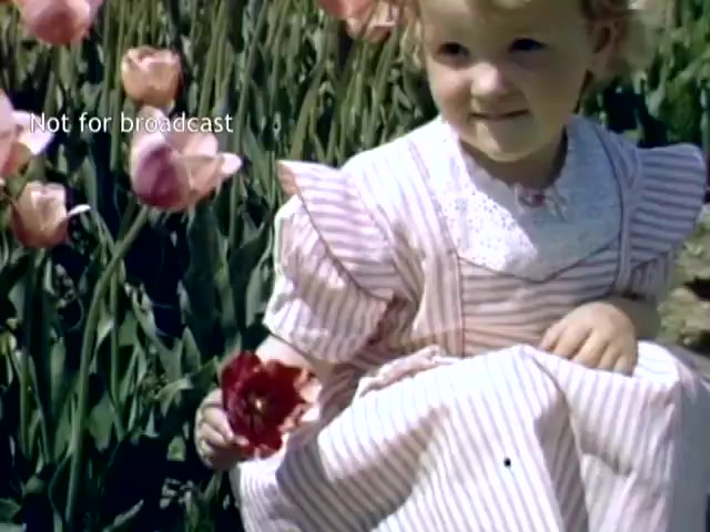 The still captures a young girl sitting amidst vibrant tulips during the Holland, Michigan Tulip Festival in the late 1940s. She wears a light-colored striped dress with a lace collar. In one hand, she holds a red tulip, and her expression is one of curiosity or delight. The background is filled with blooming tulips, emphasizing the festival's floral celebration. The image conveys a nostalgic, cheerful atmosphere of spring.