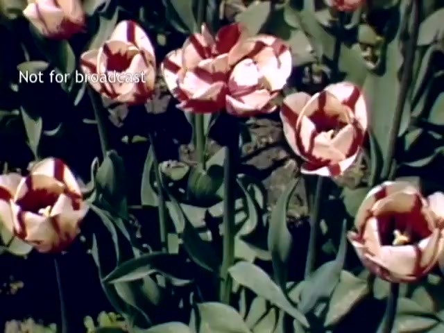 The still captures vibrant tulips in full bloom at the Holland Michigan Tulip Festival from the late 1940s. The flowers are predominantly red and white, showcasing their striking colors amidst lush green leaves. The scene conveys a sense of celebration and the beauty of springtime. The text 'Not for broadcast' indicates the footage is intended for archival use rather than public airing.