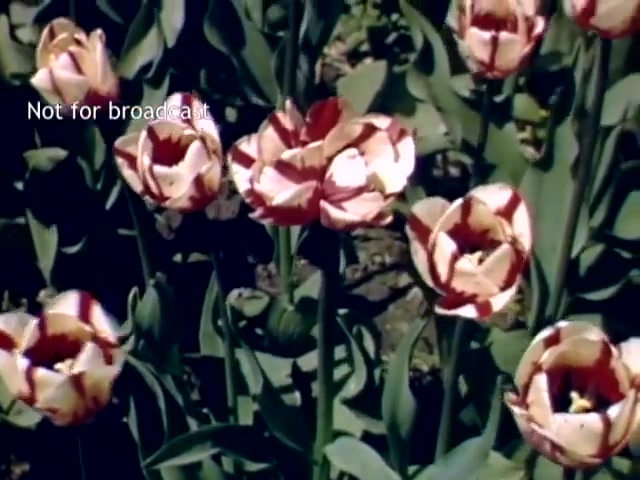The still showcases a vibrant display of tulips, featuring prominently red and white blooms surrounded by lush green foliage. The image captures the essence of the Holland Michigan Tulip Festival in the late 1940s, emphasizing the beauty and richness of the flowers in full bloom. The note 'Not for broadcast' suggests it may have been intended for private viewing or archival purposes.
