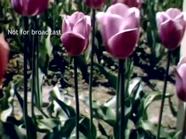 The still features a close-up view of pink tulips in a field, capturing the vibrant colors characteristic of the Holland Michigan Tulip Festival in the late 1940s. The flowers are surrounded by lush green leaves and the background offers hints of additional tulips, highlighting the festival's floral beauty. A notice indicates the footage is not for broadcast.