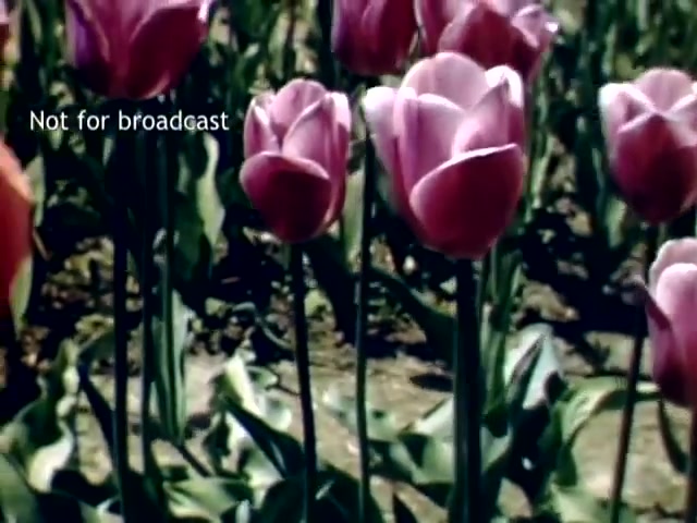 The still features vibrant pink tulips standing tall in a field, characteristic of the Holland Michigan Tulip Festival in the late 1940s. The flowers are depicted in rich colors against a backdrop of green leaves and soil. A watermark reading 'Not for broadcast' is visible, indicating that this footage is not intended for public viewing.