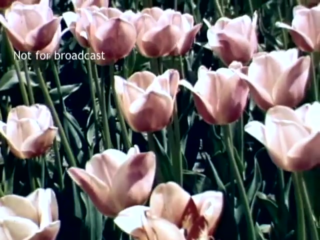 The still features a vibrant field of pink tulips, prominently showcased in the foreground. The petals are opened wide, revealing their delicate colors and textures against a backdrop of lush green leaves. This capture, from 16mm footage of the Holland, Michigan Tulip Festival from the late 1940s, emphasizes the beauty and abundance of tulips during the spring season. A watermark indicating 'Not for broadcast' appears on the left side.
