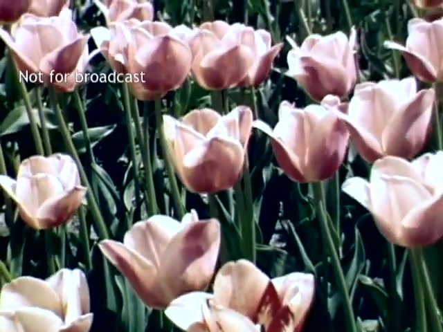 The still depicts a vibrant field of pink tulips, characteristic of the Holland Michigan Tulip Festival in the late 1940s. The flowers are lush and blooming, with green leaves emerging around them, capturing the essence of spring and the festival's celebration of tulip tradition. The text overlay indicates it's not for broadcast.
