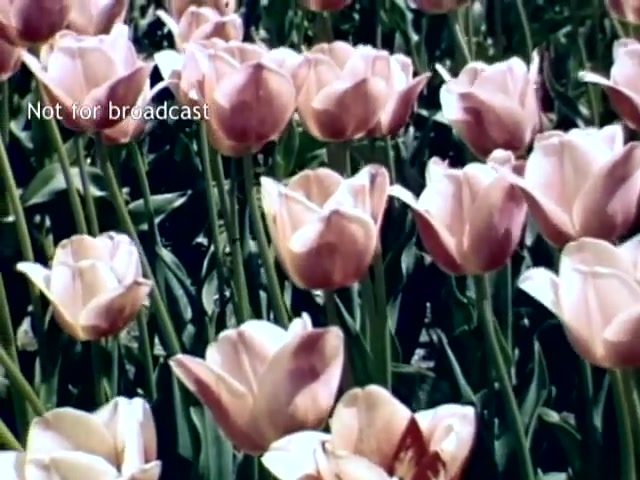 The still features a vibrant display of tulips, primarily in shades of pink, against a backdrop of lush green leaves. The flowers appear to be in full bloom, showcasing their delicate petals. This scene encapsulates the beauty of the Holland Michigan Tulip Festival from the late 1940s, highlighting the celebration of spring and floral culture in the region. The overlay 'Not for broadcast' indicates that the footage is intended for private viewing or archival purposes.