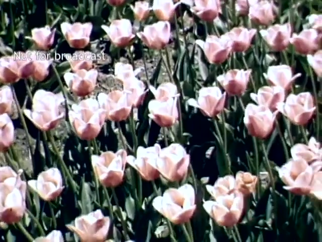 The still features a vibrant field of pink tulips in full bloom, set against a natural backdrop typical of springtime. The flowers display a mix of open and partially closed petals, indicating the freshness of the season. The footage is identified as part of the Holland, Michigan Tulip Festival from the late 1940s, reflecting the charm and beauty of this cultural event. The text overlay indicates that the footage is not for broadcast.
