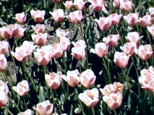 The still features a vibrant field of pink tulips, in full bloom, showcasing their delicate petals and green stems. The scene captures the essence of the Holland Michigan Tulip Festival in the late 1940s, emphasizing the festival's celebration of spring and floral beauty. The background is blurred, directing focus to the tulips, which appear abundant and lively, symbolizing the region's cultural heritage.