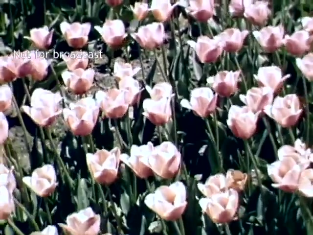 The still features a vibrant field of tulips in bloom, predominantly in shades of pink. The flowers are well-arranged in rows, with green leaves visible beneath them. The image captures the essence of the Holland Michigan Tulip Festival, showcasing the beauty of springtime and the festival's floral celebration in the late 1940s. The text 'Not for broadcast' appears in the corner.