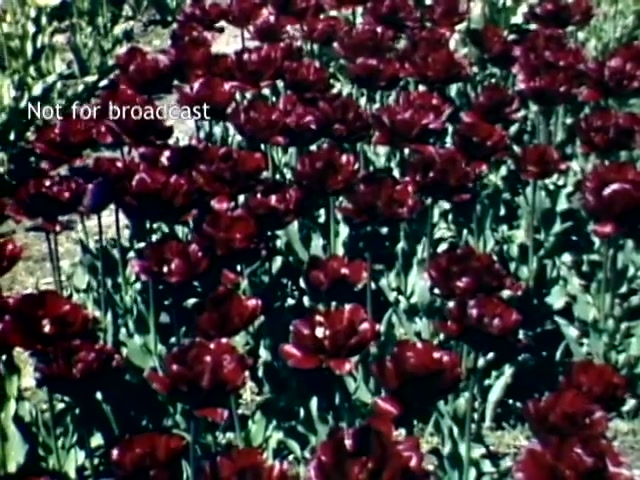 The still features a vibrant field of deep red tulips, showcasing the floral beauty characteristic of the Holland Michigan Tulip Festival in the late 1940s. The flowers are lush and plentiful, set against a backdrop of green foliage, capturing the essence of springtime celebration. A watermark indicates that the footage is not meant for broadcast.