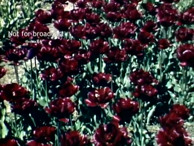 The still features a vibrant display of deep red tulips in full bloom, surrounded by lush green foliage. The flowers are densely packed, showcasing their rich color and intricate petal structures. This scene captures a moment from the late 1940s Holland Michigan Tulip Festival, reflecting the celebration of tulip cultivation and the beauty of spring in the region. The overlay text, 'Not for broadcast,' indicates it is not intended for public viewing.