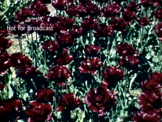 The still features a vibrant field of deep red tulips, likely part of the annual Tulip Festival in Holland, Michigan during the late 1940s. The flowers are in full bloom, illustrating the beauty and abundance of spring. The foliage is lush and green, contrasting with the striking red petals. A watermark indicating 'Not for broadcast' is visible, suggesting that this is archival footage not intended for public airing.