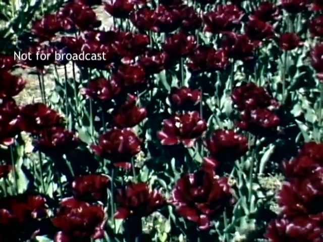 The still features a vibrant display of deep red tulips in full bloom, characteristic of the Holland, Michigan Tulip Festival in the late 1940s. The flowers are arranged in neat rows, surrounded by green leaves, showcasing the festival's celebration of horticulture. The image is labeled 'Not for broadcast,' indicating it is intended for private use.