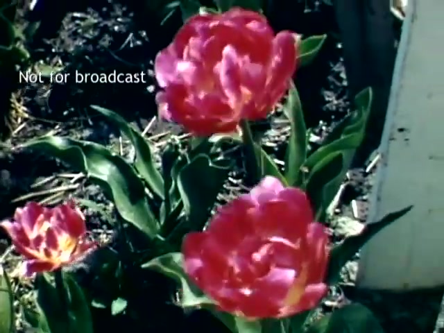 The still depicts vibrant tulips in bloom, showcasing rich reds and pinks against lush green foliage. The flowers stand prominently, highlighting the beauty of the Holland Michigan Tulip Festival from the late 1940s. The image indicates that it is intended for archival purposes, marked 'Not for broadcast.'