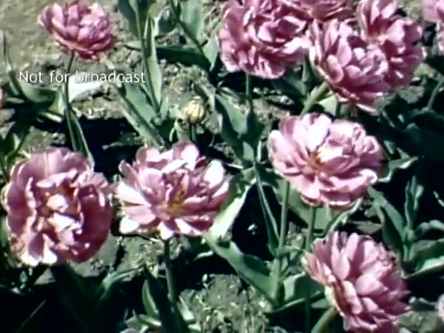 The still features vibrant pink tulips in full bloom, showcasing their lush petals and green leaves. The setting appears to be a garden, likely part of the Holland, Michigan Tulip Festival from the late 1940s. The scene captures the floral beauty and celebration of spring during the festival. A watermark notes 'Not for broadcast,' indicating the footage is for archival purposes.