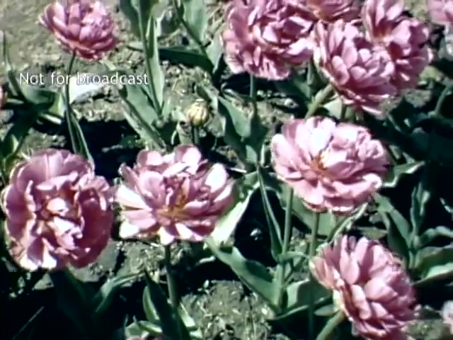 The still features a vibrant display of pink and white tulips in a garden setting, captured during the late 1940s at the Holland Michigan Tulip Festival. The flowers are in full bloom, showcasing their layered petals and lush greenery, encapsulating the beauty of springtime festivities. The scene is bright and colorful, emphasizing the charm of the festival.