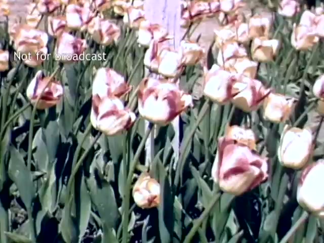 The still features a field of vibrant tulips, predominantly in shades of pink and white, thriving in a sunny environment. The flowers stand tall amidst lush green leaves, showcasing their beauty during the Holland Michigan Tulip Festival in the late 1940s. A pole or sign is visible in the background, suggesting an organized event atmosphere. The image captures the essence of springtime celebration in a lively floral setting.