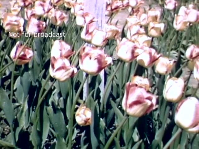 The still features vibrant tulips in full bloom, showcasing a mix of white and pink petals. The flowers are arranged amidst lush green leaves, creating a picturesque scene typical of the Holland Michigan Tulip Festival in the late 1940s. A wooden post is visible in the background, adding context to the garden setting. The image captures the beauty and vibrancy of springtime in Holland, highlighting the festival's celebration of tulip cultivation.