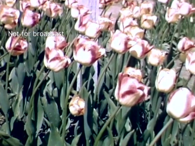The still features vibrant tulips in a field, showcasing their pink and white hues amidst lush green foliage. The scene captures the essence of the Holland Michigan Tulip Festival in the late 1940s, highlighting the beauty and cultural significance of the event. A watermark indicating 'Not for broadcast' is present in the corner.