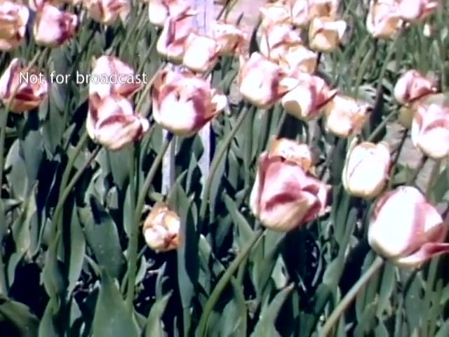 The still features vibrant tulips from the Holland, Michigan Tulip Festival in the late 1940s. The flowers display a mix of creamy white and soft pink hues, with lush green leaves enhancing their beauty. The scene reflects a festive atmosphere, celebrating the spring season and floral heritage of the locale. A watermark indicates that the footage is not for broadcast.