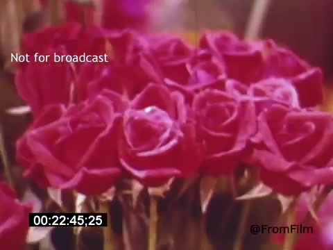 The still from 'Vincent Van Gogh: A Self-Portrait' (1961) features a vibrant array of red roses. The focus on the flowers conveys a sense of beauty and depth, complementing the artistic exploration of Van Gogh's life and work. The overlay text suggests this image is not intended for broadcast, and the timestamp indicates a specific moment in the film.