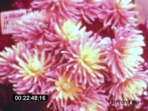 The 16mm still from 'Vincent Van Gogh: A Self-Portrait' (1961) features vibrant chrysanthemums in shades of pink and yellow. The flowers capture a lively, colorful essence, reflecting Van Gogh's affinity for nature and bold color palettes. The scene is likely representative of the emotional depth and beauty often found in Van Gogh's artwork.