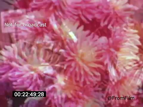 The still from 'Vincent Van Gogh: A Self-Portrait' (1961) features a vibrant array of pink and orange flowers, likely inspired by Van Gogh's signature style. The colors are bold and expressive, reflecting the emotional intensity of the artist's work. The image captures the lushness and beauty often found in Van Gogh's floral paintings, serving as a visual homage to his artistic legacy. The text overlay indicates that the image is not for broadcast.