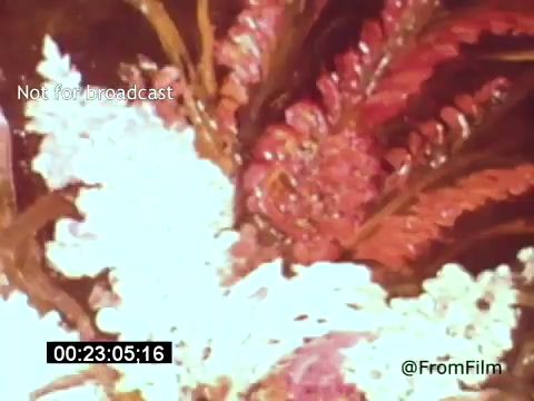 The 16mm still from 'Vincent Van Gogh: A Self-Portrait' (1961) showcases vibrant and textured greenery, featuring a lush array of colorful leaves, predominantly in shades of red and white. The composition emphasizes the organic forms and rich colors, reflecting Van Gogh's expressive style. The film, narrated by Lee J. Cobb, delves into the life and art of Van Gogh, highlighting his emotional and psychological journey.