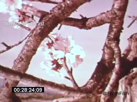 The 16mm still from 'Vincent Van Gogh: A Self-Portrait' (1961) features a close-up of tree branches adorned with delicate pink and white blossoms. The natural scene evokes the beauty and vibrancy typical of Van Gogh's artwork, reflecting his connection to nature and the changing seasons. The composition suggests a serene moment, highlighting the intricate details of the blossoms against a soft, pastel background. This still captures the essence of Van Gogh's artistic influence and appreciation for the nuances of life.