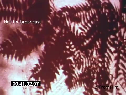 The still from *Vincent Van Gogh: A Self-Portrait (1961)* features an abstract interplay of light and shadow created by ferns. The distinct outlines and textures suggest a close-up view, emphasizing the organic shapes. The warm tones and layered patterns evoke a contemplative mood, aligning with the introspective nature of Van Gogh's art. The scene captures a moment of visual poetry, mirroring the artist's appreciation for nature and his unique style.